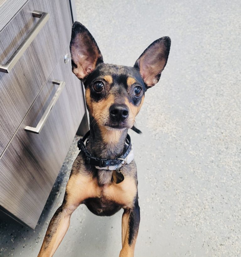North Attleborough Pet of the Week—Chico Bean