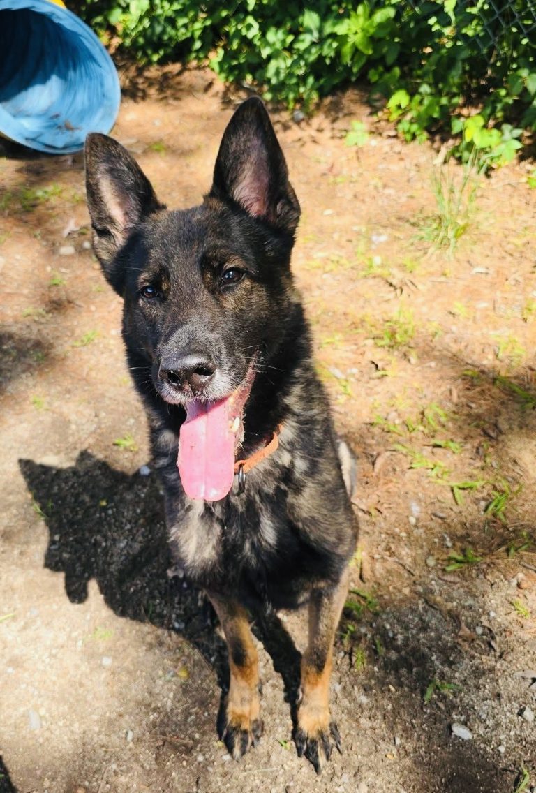 Attleboro Pet of the Week—Dylan